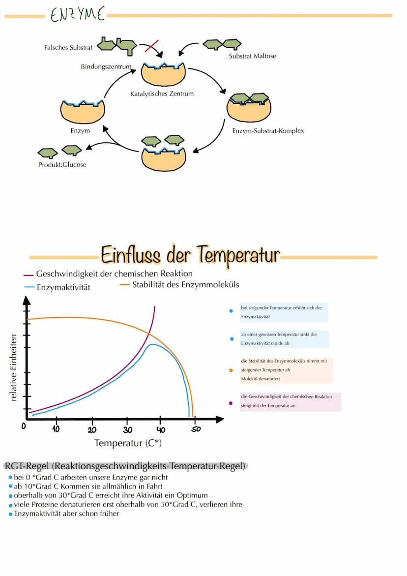 MITOSE
LE
Phase G₁: Tochterzelle wächst heran und die
Zellaganellen vermehren sich
S-Phase: Ein-Chromatid-Chromosomen werden zu
Zwei-Chromat