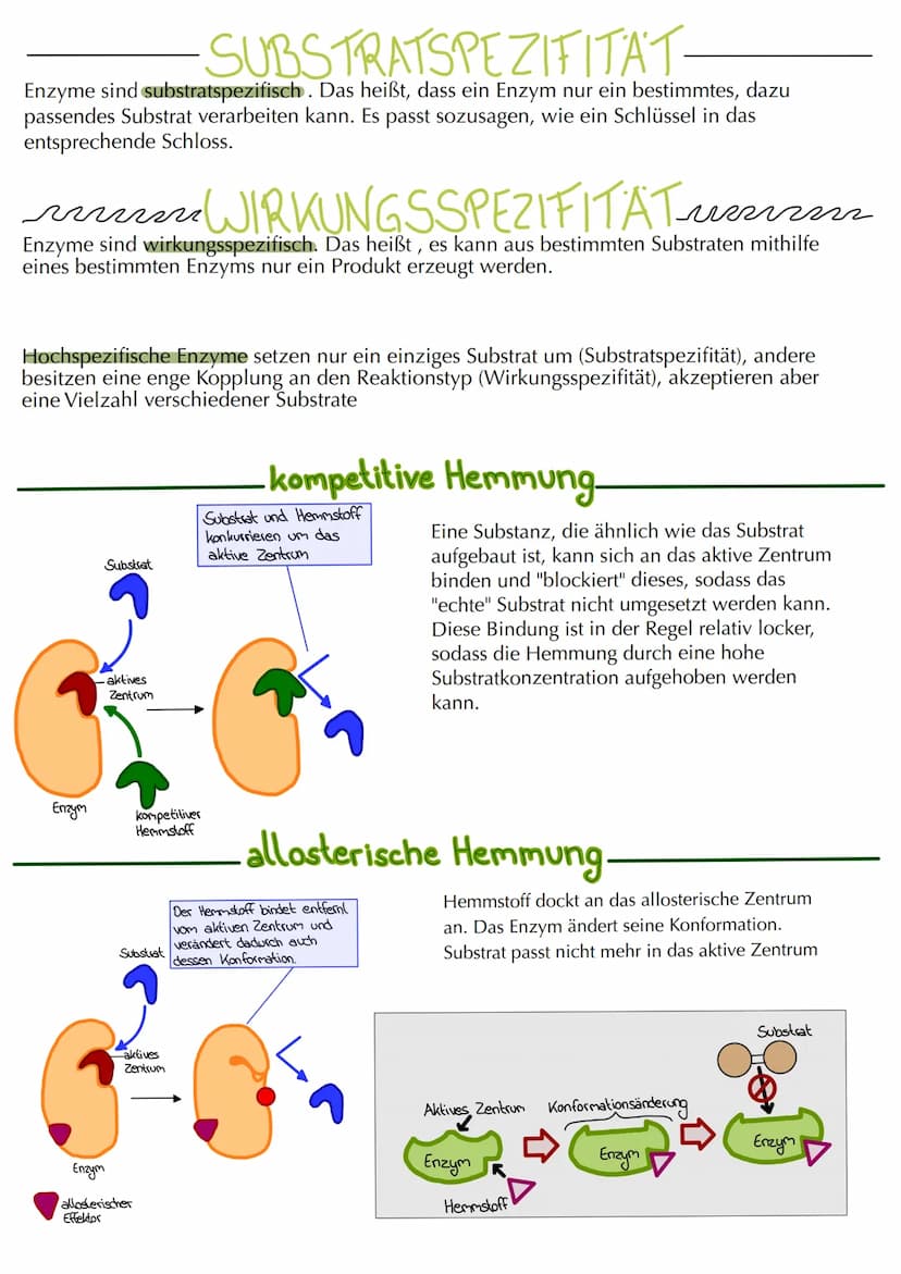 MITOSE
LE
Phase G₁: Tochterzelle wächst heran und die
Zellaganellen vermehren sich
S-Phase: Ein-Chromatid-Chromosomen werden zu
Zwei-Chromat
