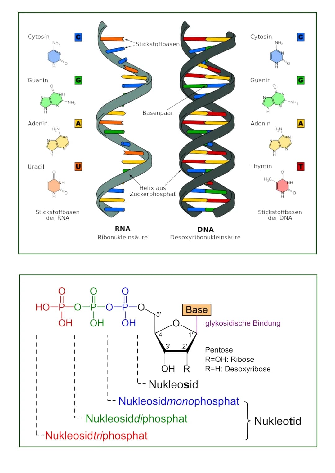 MITOSE
LE
Phase G₁: Tochterzelle wächst heran und die
Zellaganellen vermehren sich
S-Phase: Ein-Chromatid-Chromosomen werden zu
Zwei-Chromat