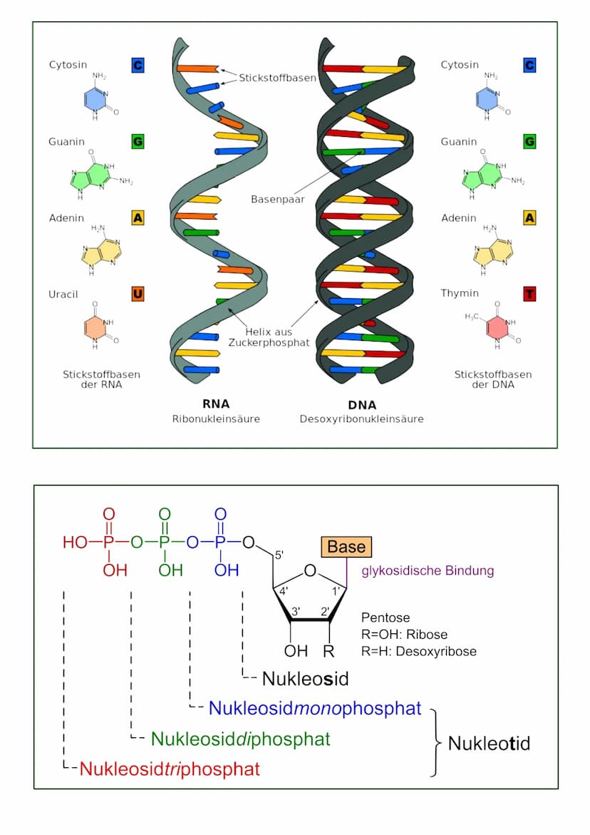 MITOSE
LE
Phase G₁: Tochterzelle wächst heran und die
Zellaganellen vermehren sich
S-Phase: Ein-Chromatid-Chromosomen werden zu
Zwei-Chromat