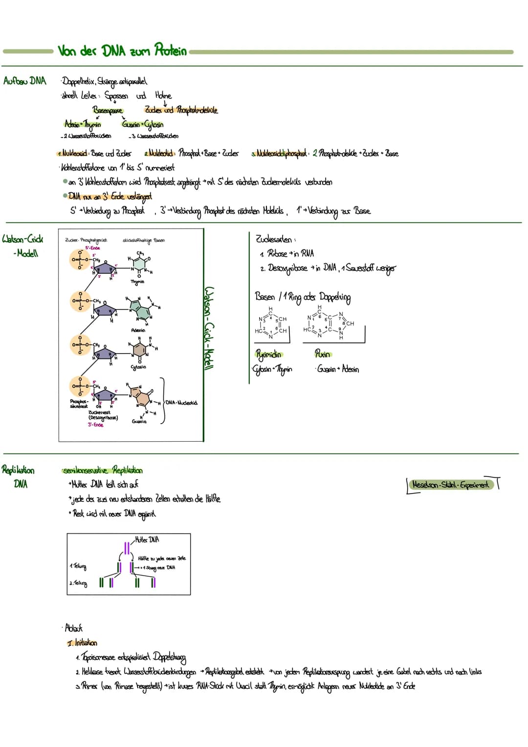 MITOSE
LE
Phase G₁: Tochterzelle wächst heran und die
Zellaganellen vermehren sich
S-Phase: Ein-Chromatid-Chromosomen werden zu
Zwei-Chromat