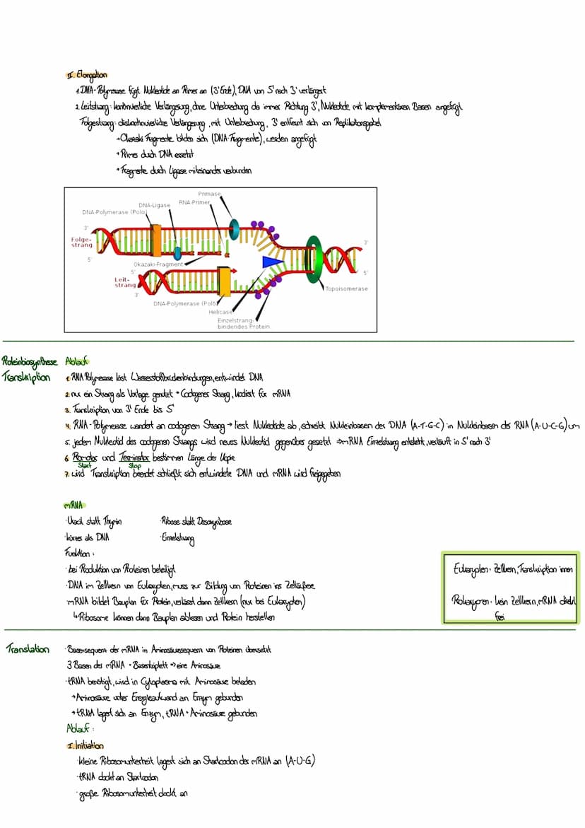 MITOSE
LE
Phase G₁: Tochterzelle wächst heran und die
Zellaganellen vermehren sich
S-Phase: Ein-Chromatid-Chromosomen werden zu
Zwei-Chromat