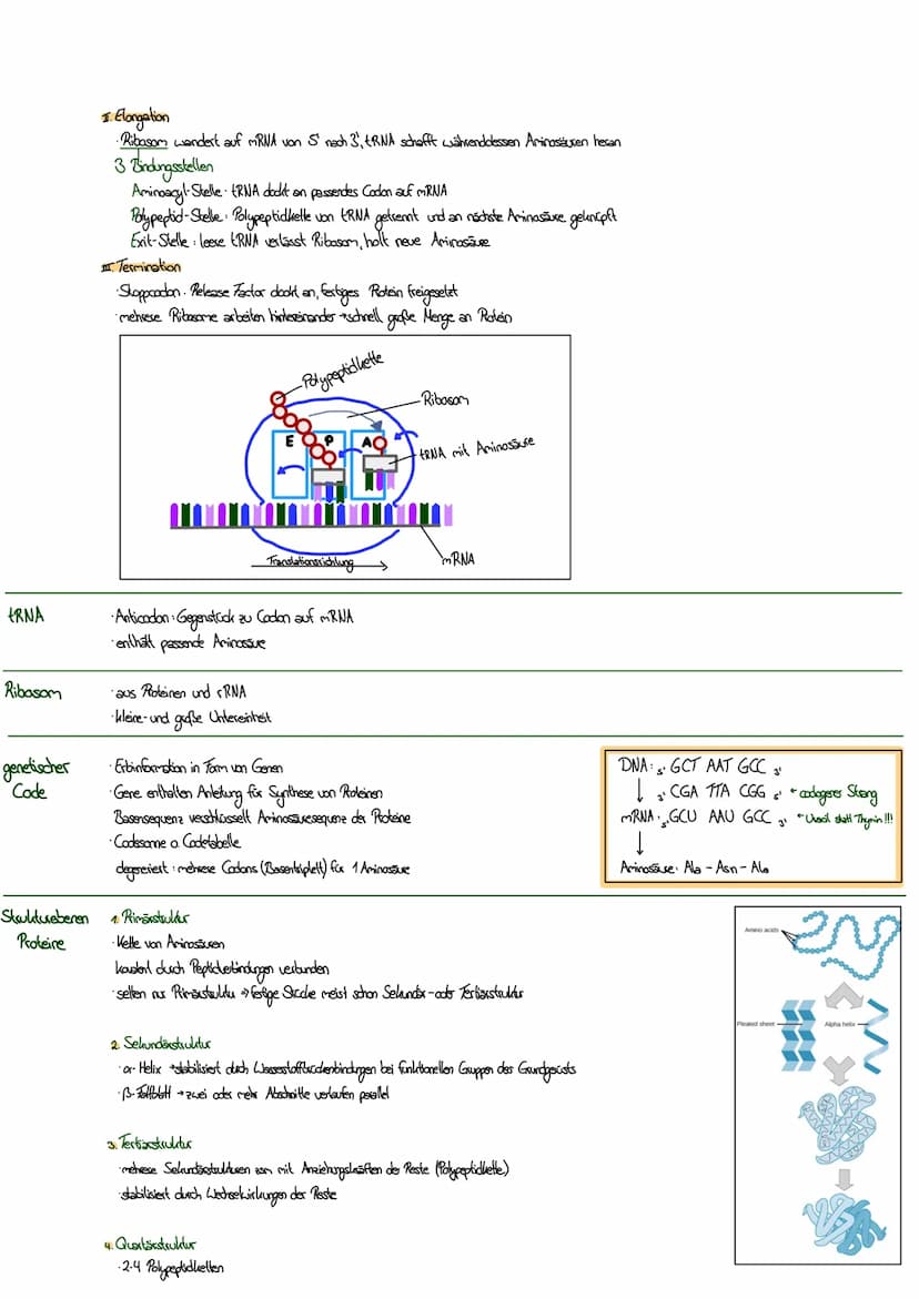 MITOSE
LE
Phase G₁: Tochterzelle wächst heran und die
Zellaganellen vermehren sich
S-Phase: Ein-Chromatid-Chromosomen werden zu
Zwei-Chromat