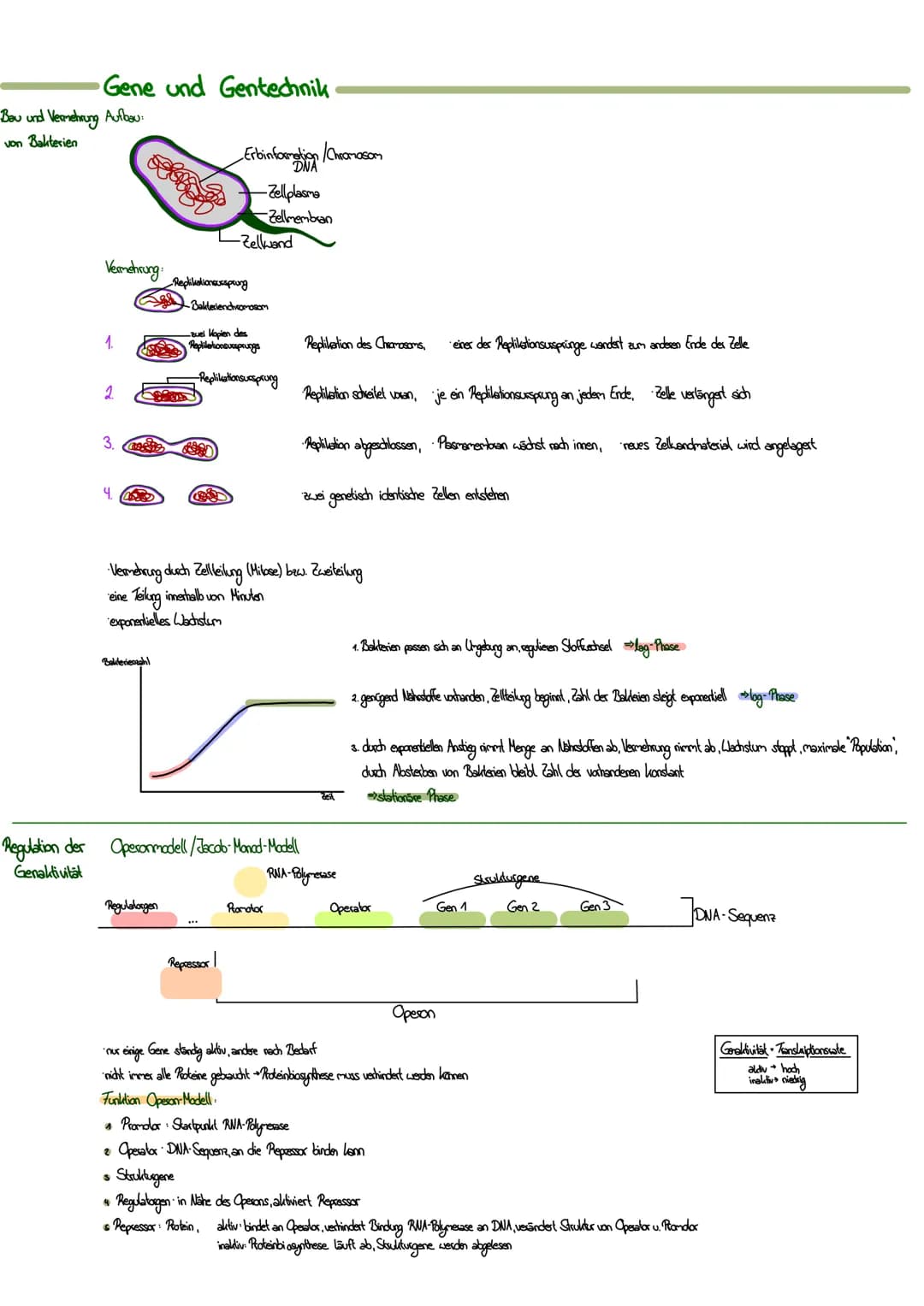 MITOSE
LE
Phase G₁: Tochterzelle wächst heran und die
Zellaganellen vermehren sich
S-Phase: Ein-Chromatid-Chromosomen werden zu
Zwei-Chromat