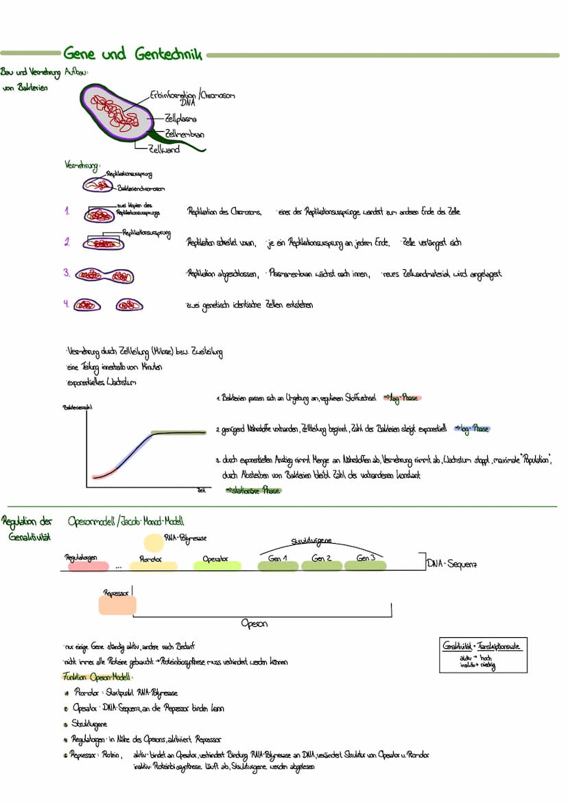 MITOSE
LE
Phase G₁: Tochterzelle wächst heran und die
Zellaganellen vermehren sich
S-Phase: Ein-Chromatid-Chromosomen werden zu
Zwei-Chromat