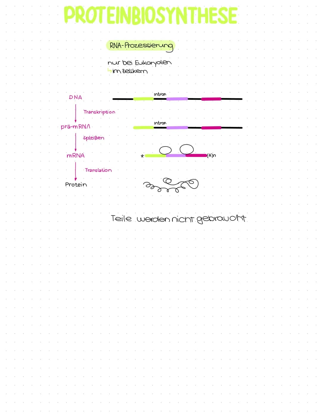 Genetik
Abitur
Zusammenfassung Inhaltsübersicht
Themenfeld Genetik
● DNA-Aufbau + Struktur
DNA-Replikation
Die PCR-Methode (Unterschiede zur