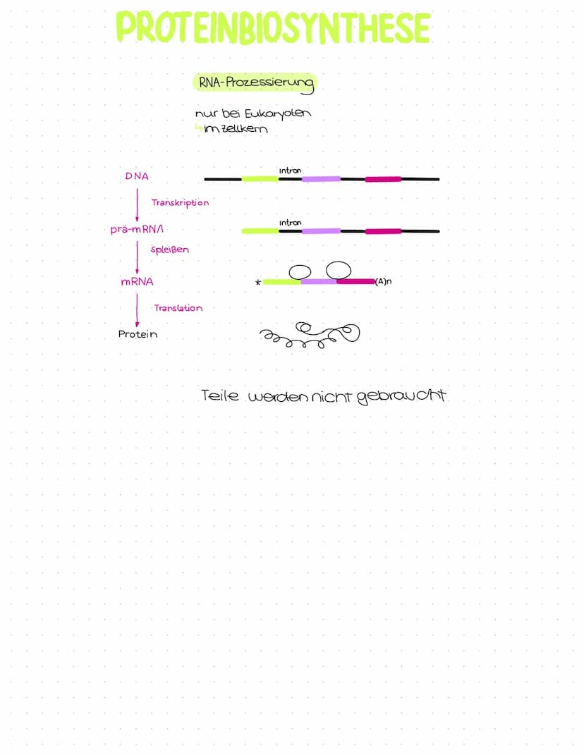 Genetik
Abitur
Zusammenfassung Inhaltsübersicht
Themenfeld Genetik
● DNA-Aufbau + Struktur
DNA-Replikation
Die PCR-Methode (Unterschiede zur