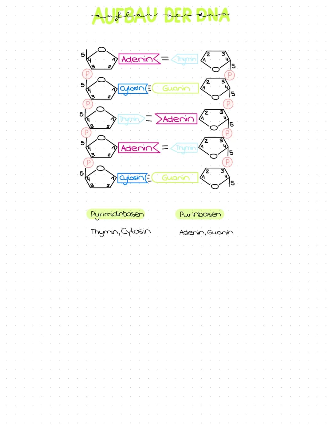 Genetik
Abitur
Zusammenfassung Inhaltsübersicht
Themenfeld Genetik
● DNA-Aufbau + Struktur
DNA-Replikation
Die PCR-Methode (Unterschiede zur