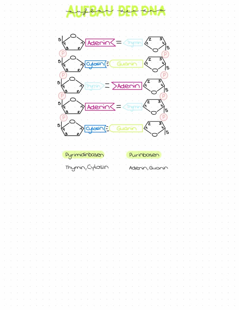 Genetik
Abitur
Zusammenfassung Inhaltsübersicht
Themenfeld Genetik
● DNA-Aufbau + Struktur
DNA-Replikation
Die PCR-Methode (Unterschiede zur