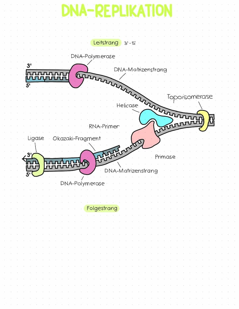 Genetik
Abitur
Zusammenfassung Inhaltsübersicht
Themenfeld Genetik
● DNA-Aufbau + Struktur
DNA-Replikation
Die PCR-Methode (Unterschiede zur