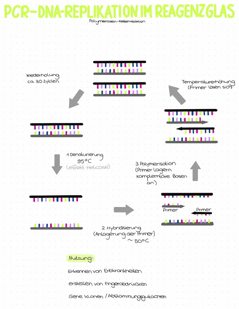 Genetik
Abitur
Zusammenfassung Inhaltsübersicht
Themenfeld Genetik
● DNA-Aufbau + Struktur
DNA-Replikation
Die PCR-Methode (Unterschiede zur