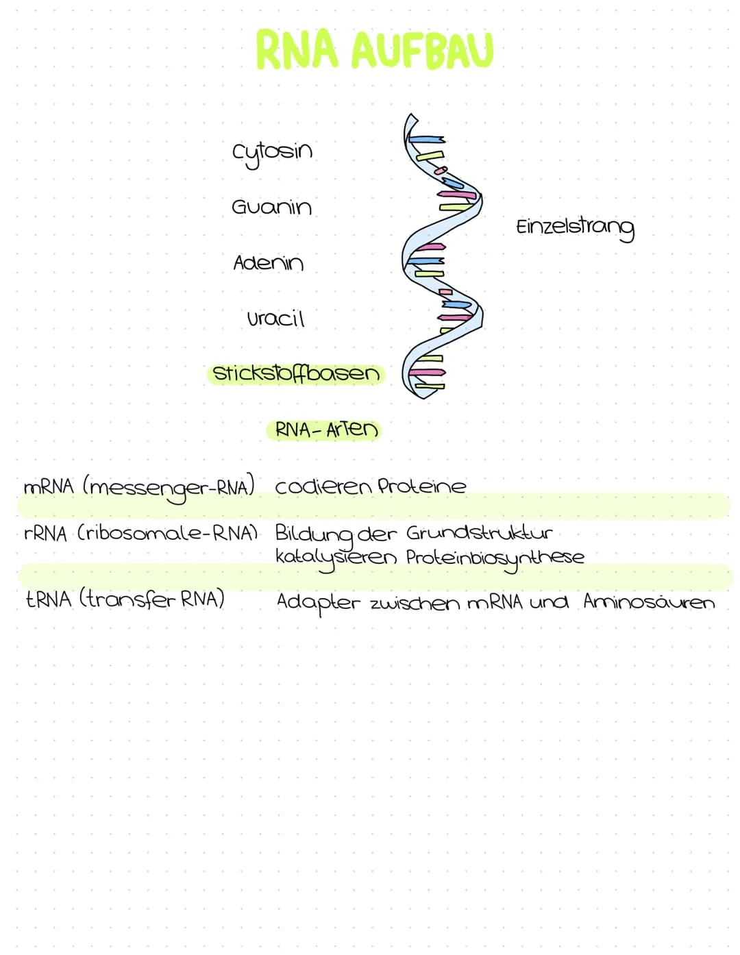 Genetik
Abitur
Zusammenfassung Inhaltsübersicht
Themenfeld Genetik
● DNA-Aufbau + Struktur
DNA-Replikation
Die PCR-Methode (Unterschiede zur