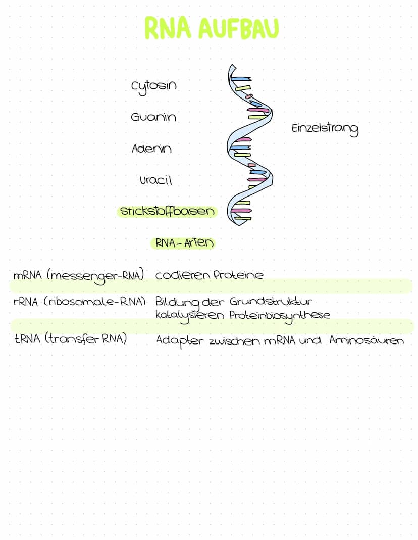 Genetik
Abitur
Zusammenfassung Inhaltsübersicht
Themenfeld Genetik
● DNA-Aufbau + Struktur
DNA-Replikation
Die PCR-Methode (Unterschiede zur