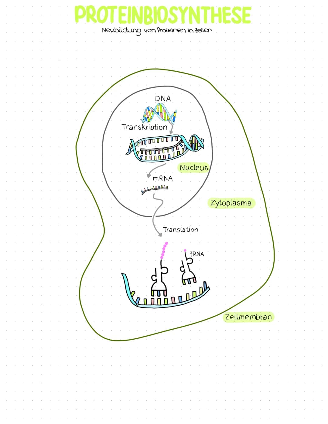 Genetik
Abitur
Zusammenfassung Inhaltsübersicht
Themenfeld Genetik
● DNA-Aufbau + Struktur
DNA-Replikation
Die PCR-Methode (Unterschiede zur
