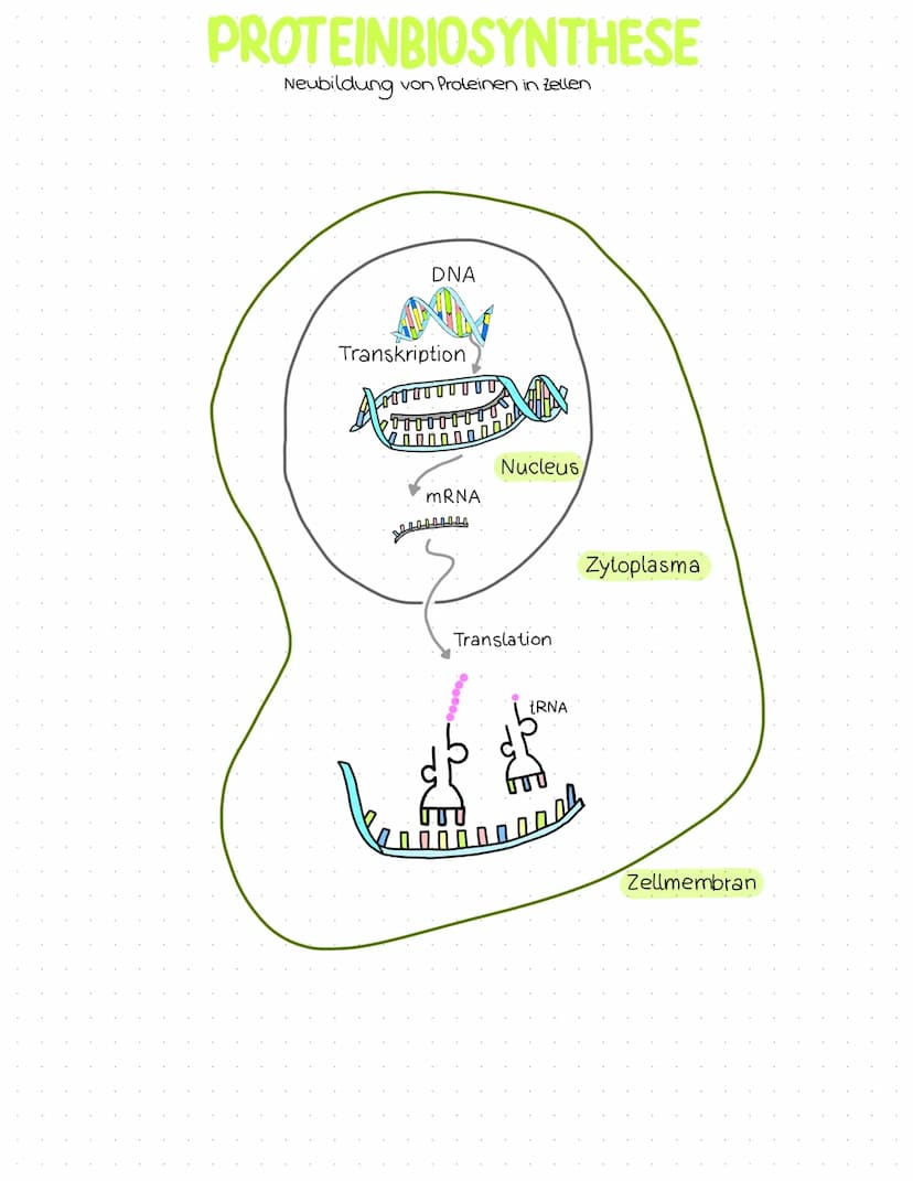 Genetik
Abitur
Zusammenfassung Inhaltsübersicht
Themenfeld Genetik
● DNA-Aufbau + Struktur
DNA-Replikation
Die PCR-Methode (Unterschiede zur