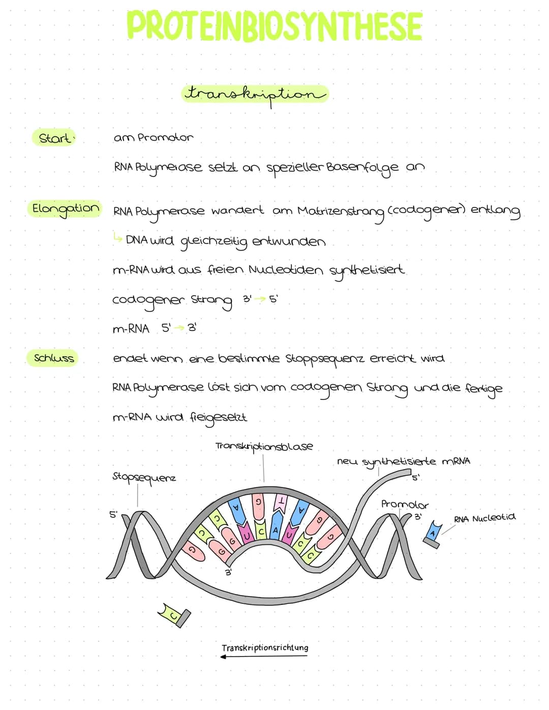 Genetik
Abitur
Zusammenfassung Inhaltsübersicht
Themenfeld Genetik
● DNA-Aufbau + Struktur
DNA-Replikation
Die PCR-Methode (Unterschiede zur