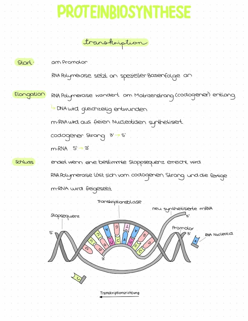 Genetik
Abitur
Zusammenfassung Inhaltsübersicht
Themenfeld Genetik
● DNA-Aufbau + Struktur
DNA-Replikation
Die PCR-Methode (Unterschiede zur