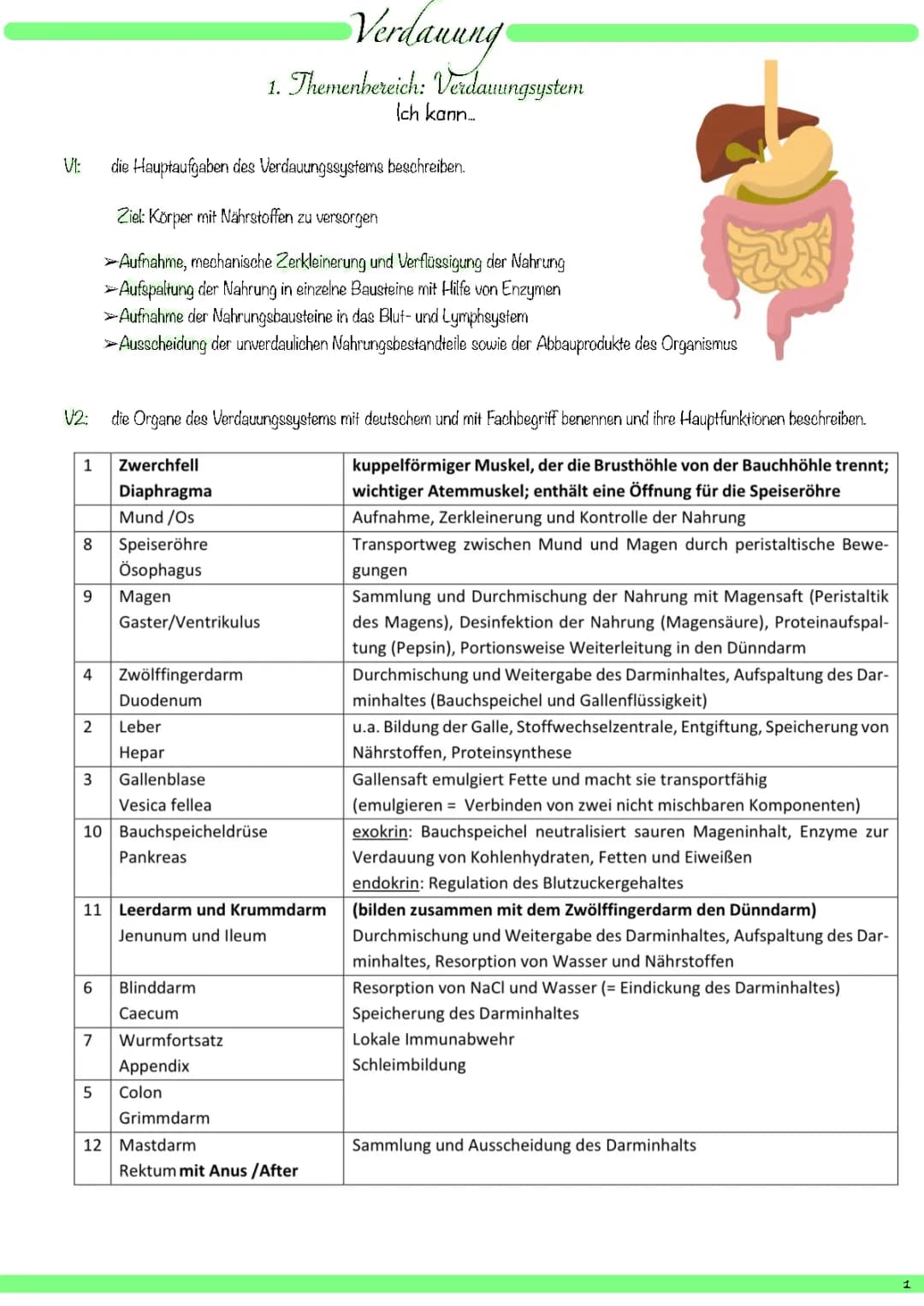 Verdauungssystem einfach erklärt: Organe, Aufgaben und Aufbau
