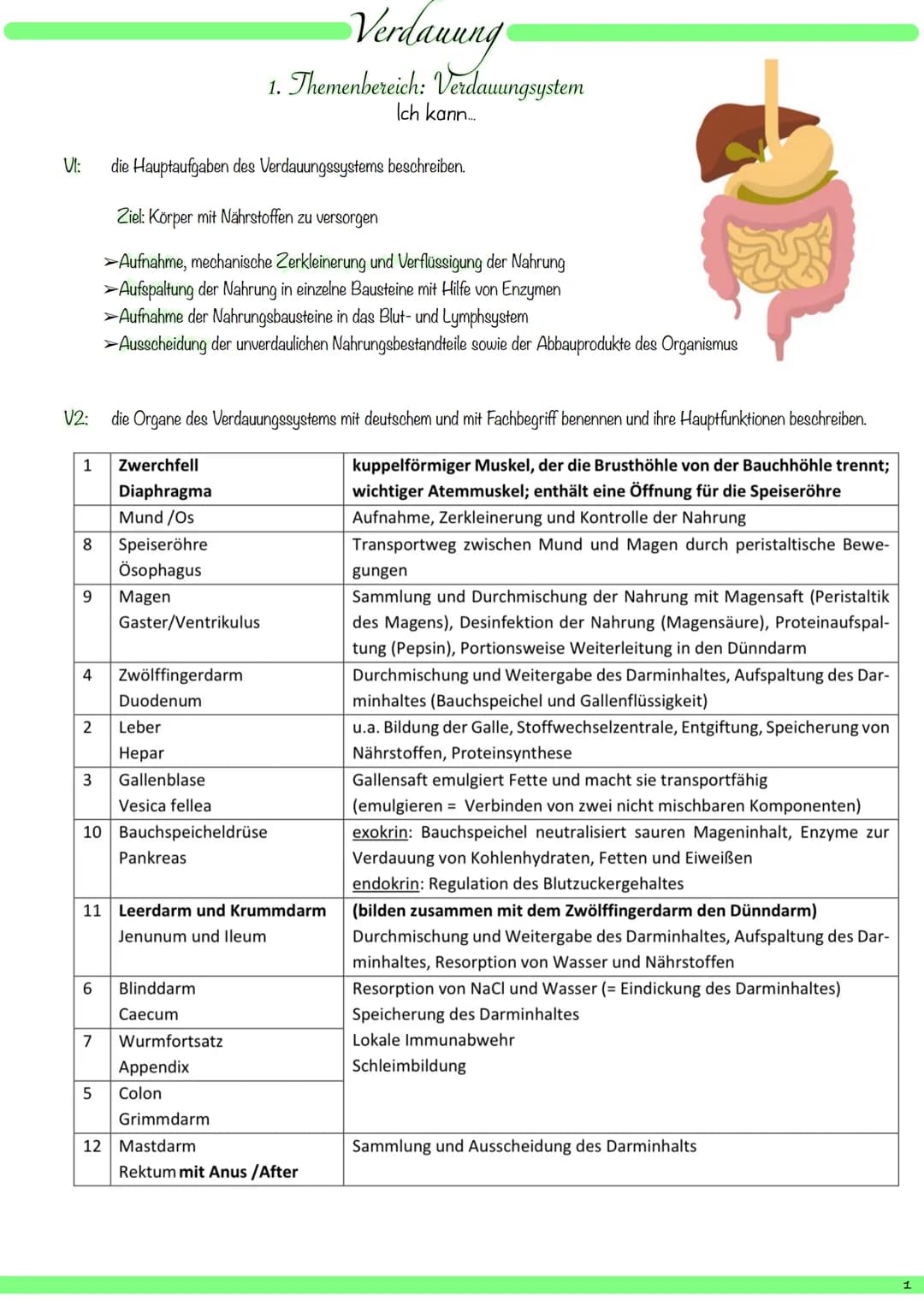 VI:
1
8
9
V2: die Organe des Verdauungssystems mit deutschem und mit Fachbegriff benennen und ihre Hauptfunktionen beschreiben.
kuppelförmig