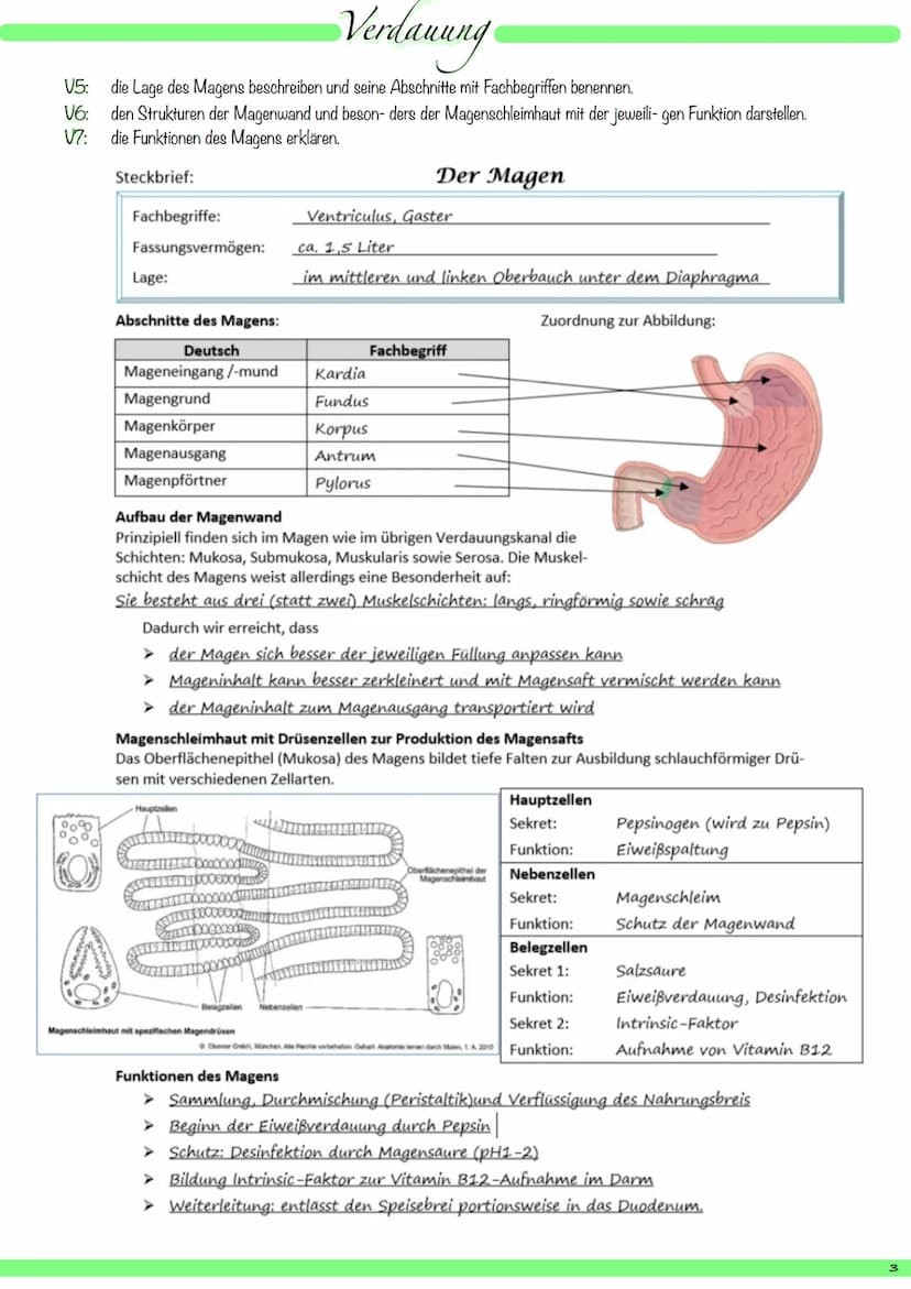 VI:
1
8
9
V2: die Organe des Verdauungssystems mit deutschem und mit Fachbegriff benennen und ihre Hauptfunktionen beschreiben.
kuppelförmig
