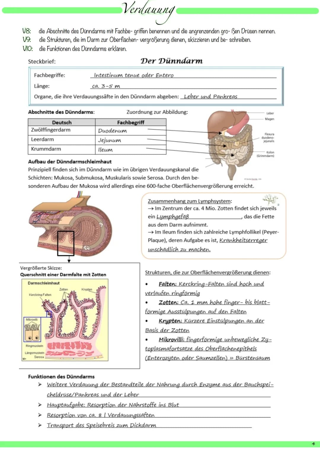 VI:
1
8
9
V2: die Organe des Verdauungssystems mit deutschem und mit Fachbegriff benennen und ihre Hauptfunktionen beschreiben.
kuppelförmig