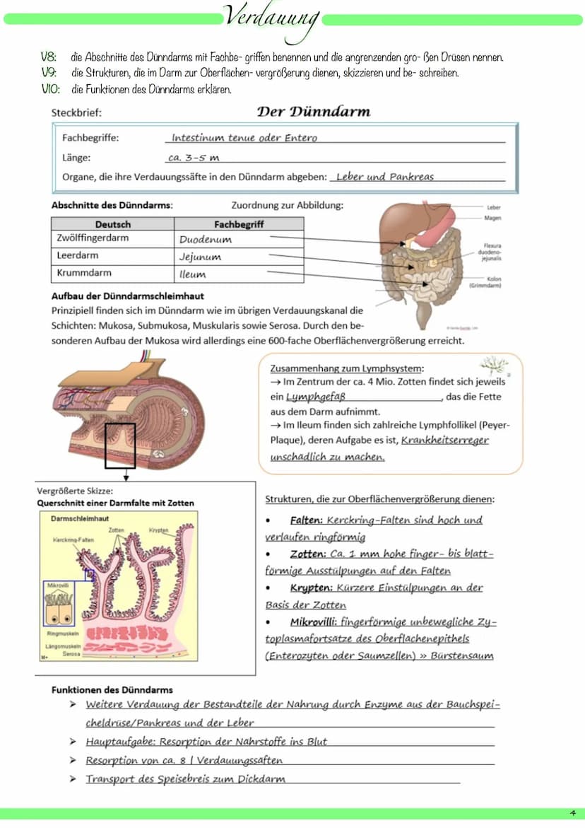 VI:
1
8
9
V2: die Organe des Verdauungssystems mit deutschem und mit Fachbegriff benennen und ihre Hauptfunktionen beschreiben.
kuppelförmig