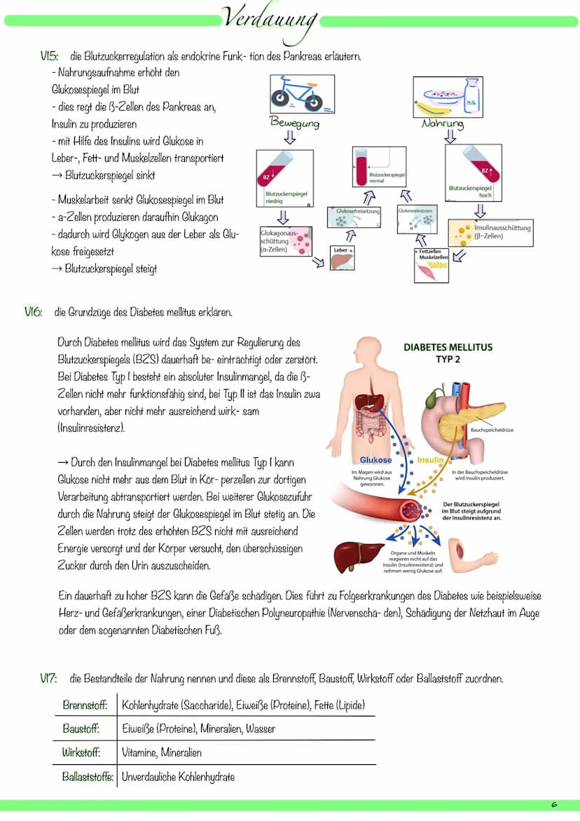 VI:
1
8
9
V2: die Organe des Verdauungssystems mit deutschem und mit Fachbegriff benennen und ihre Hauptfunktionen beschreiben.
kuppelförmig