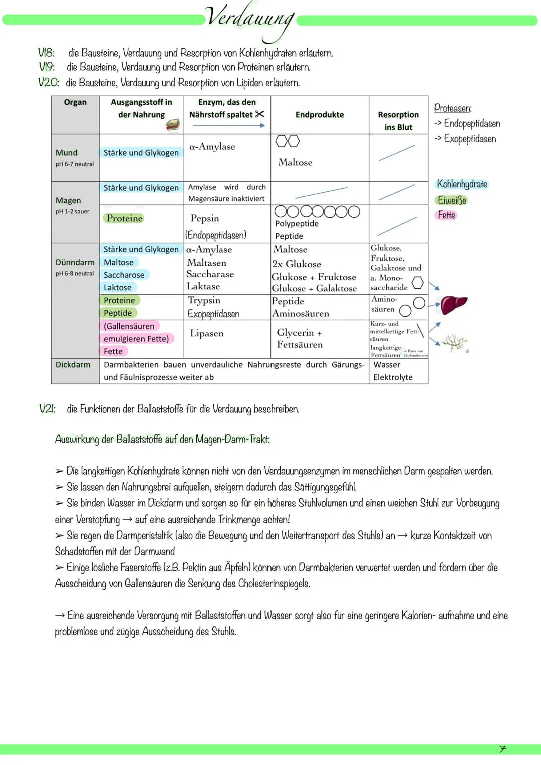 VI:
1
8
9
V2: die Organe des Verdauungssystems mit deutschem und mit Fachbegriff benennen und ihre Hauptfunktionen beschreiben.
kuppelförmig