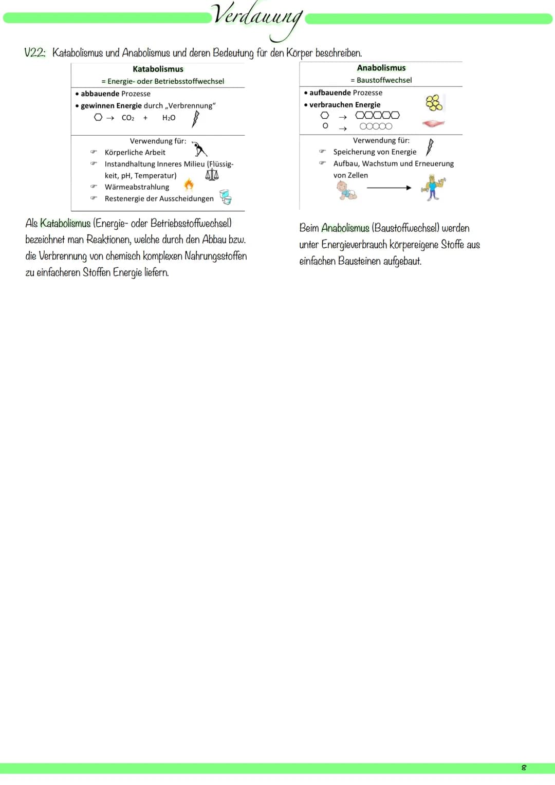 VI:
1
8
9
V2: die Organe des Verdauungssystems mit deutschem und mit Fachbegriff benennen und ihre Hauptfunktionen beschreiben.
kuppelförmig