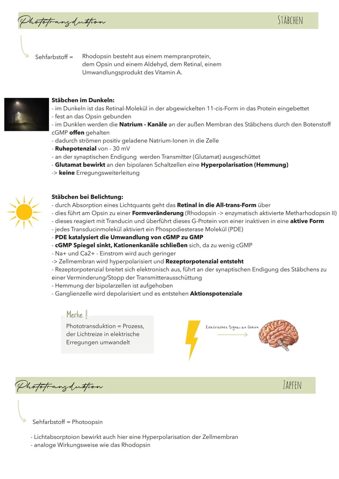 Phototransduttion
Sehfarbstoff = Rhodopsin besteht aus einem mempranprotein,
dem Opsin und einem Aldehyd, dem Retinal, einem
Umwandlungsprod