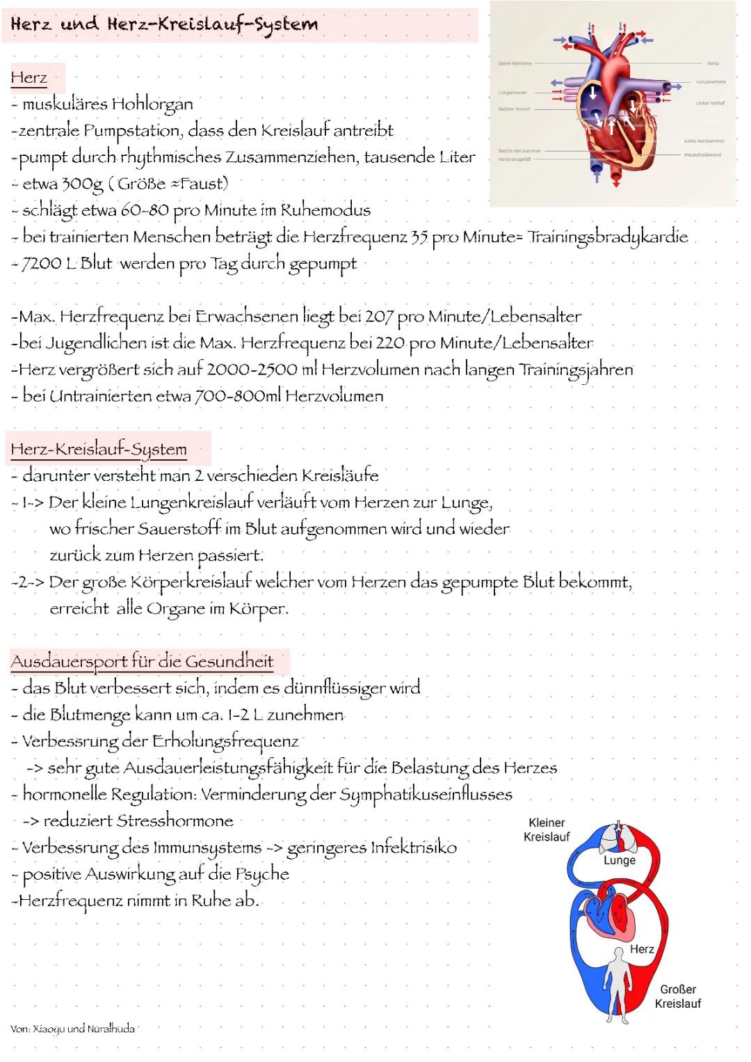 Herz/Herzkreislaufsystem/Blut