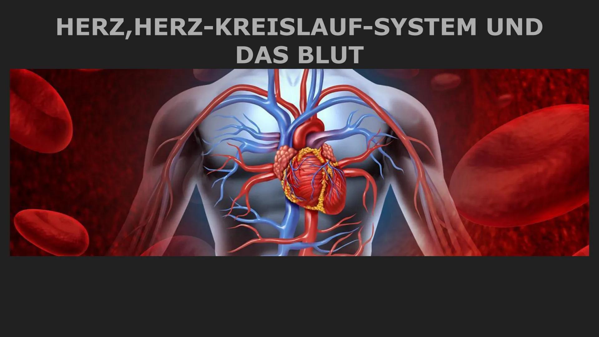 Herz und Herz-Kreislauf-System
Herz
- muskuläres Hohlorgan
-zentrale Pumpstation, dass den Kreislauf antreibt
-pumpt durch rhythmisches Zusa