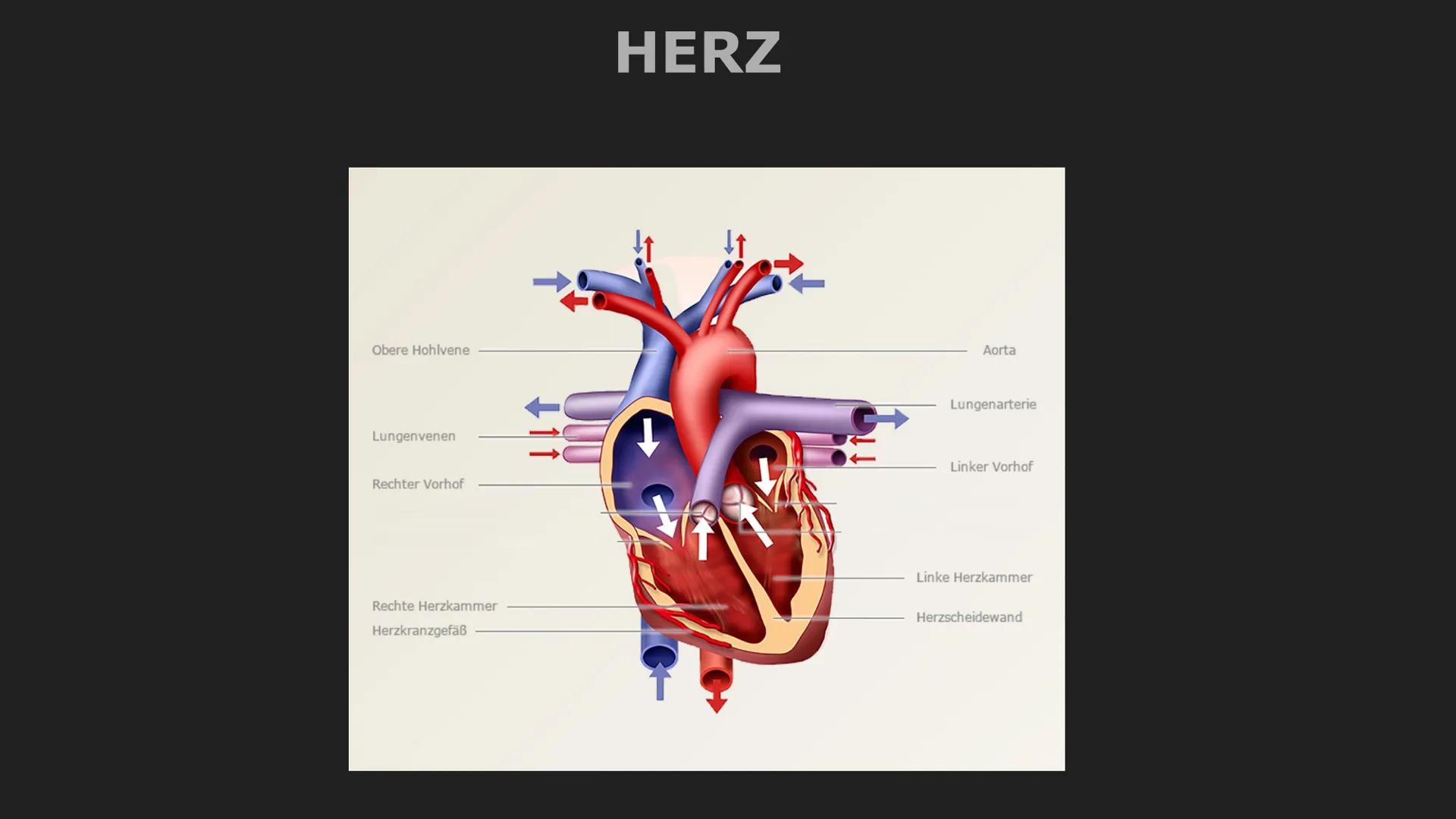 Herz und Herz-Kreislauf-System
Herz
- muskuläres Hohlorgan
-zentrale Pumpstation, dass den Kreislauf antreibt
-pumpt durch rhythmisches Zusa