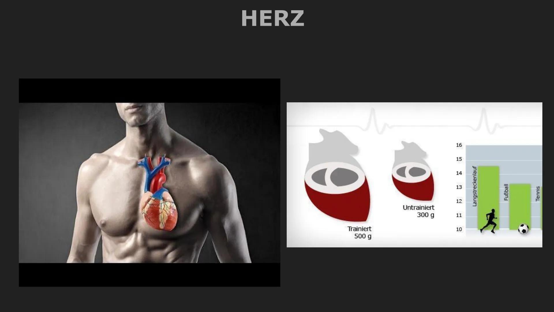 Herz und Herz-Kreislauf-System
Herz
- muskuläres Hohlorgan
-zentrale Pumpstation, dass den Kreislauf antreibt
-pumpt durch rhythmisches Zusa