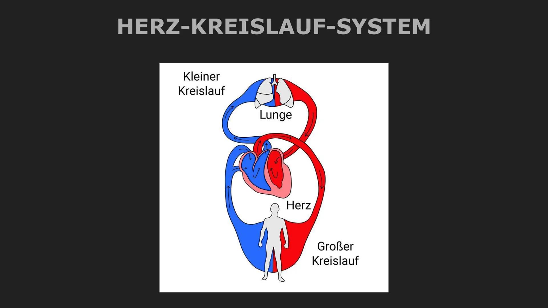 Herz und Herz-Kreislauf-System
Herz
- muskuläres Hohlorgan
-zentrale Pumpstation, dass den Kreislauf antreibt
-pumpt durch rhythmisches Zusa