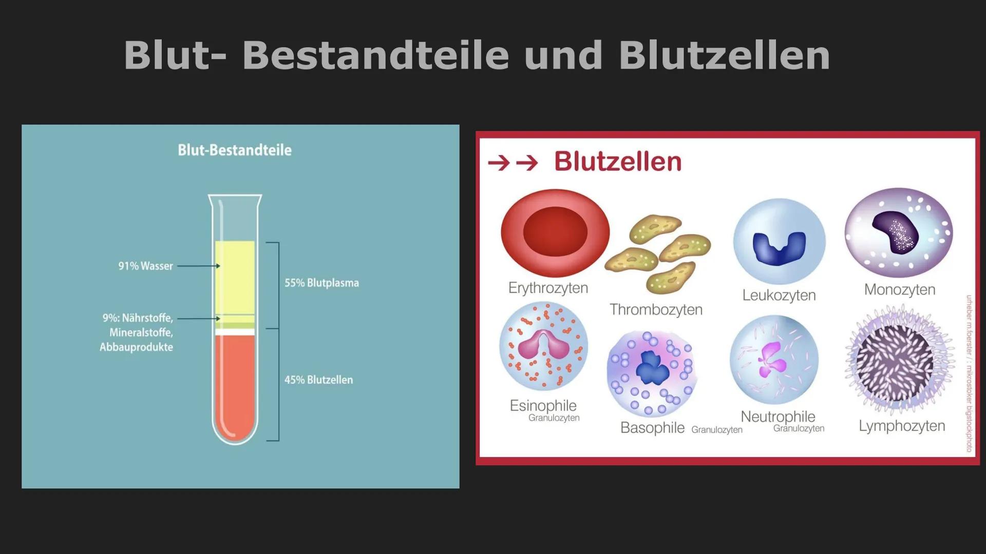 Herz und Herz-Kreislauf-System
Herz
- muskuläres Hohlorgan
-zentrale Pumpstation, dass den Kreislauf antreibt
-pumpt durch rhythmisches Zusa