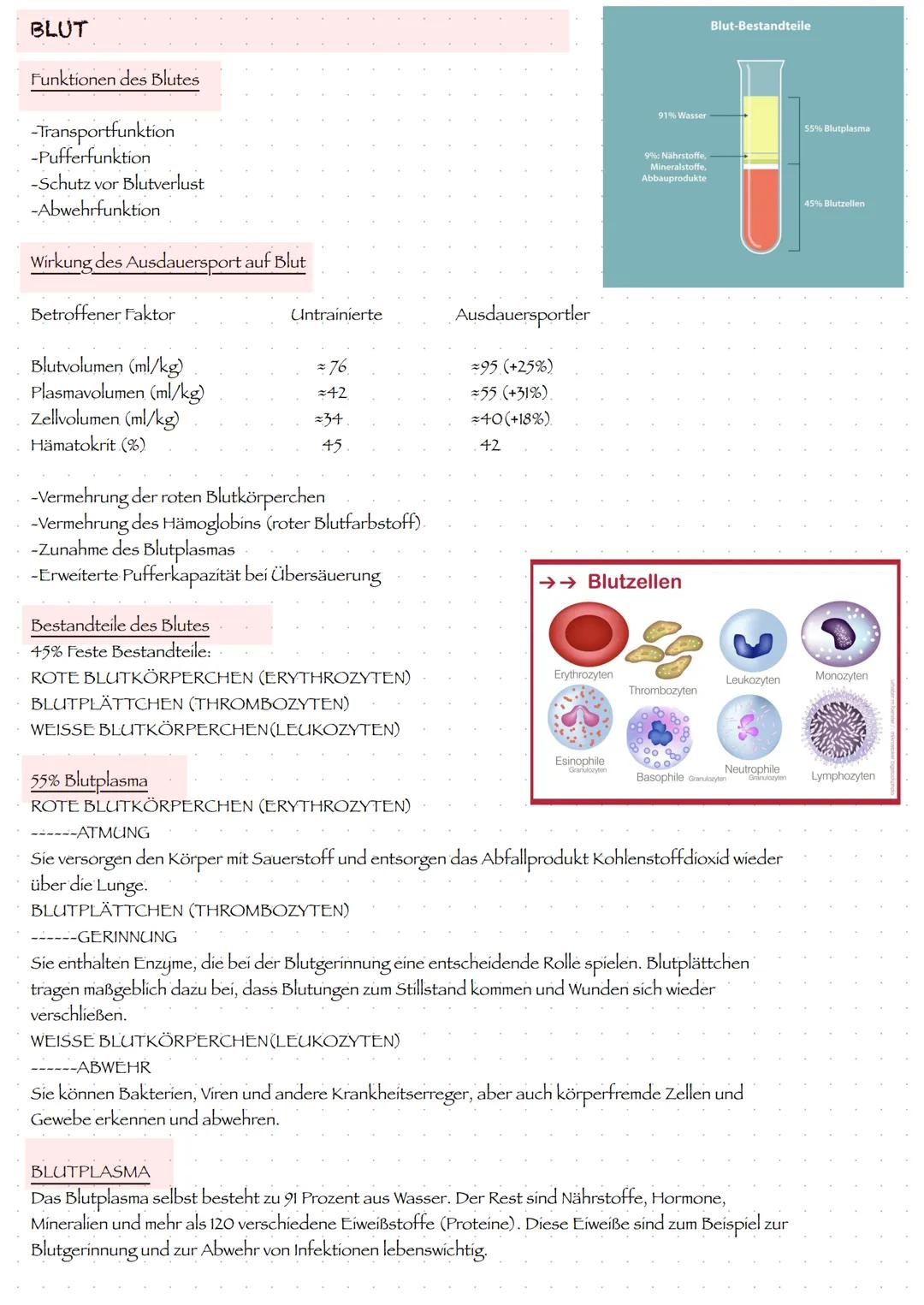 Herz und Herz-Kreislauf-System
Herz
- muskuläres Hohlorgan
-zentrale Pumpstation, dass den Kreislauf antreibt
-pumpt durch rhythmisches Zusa