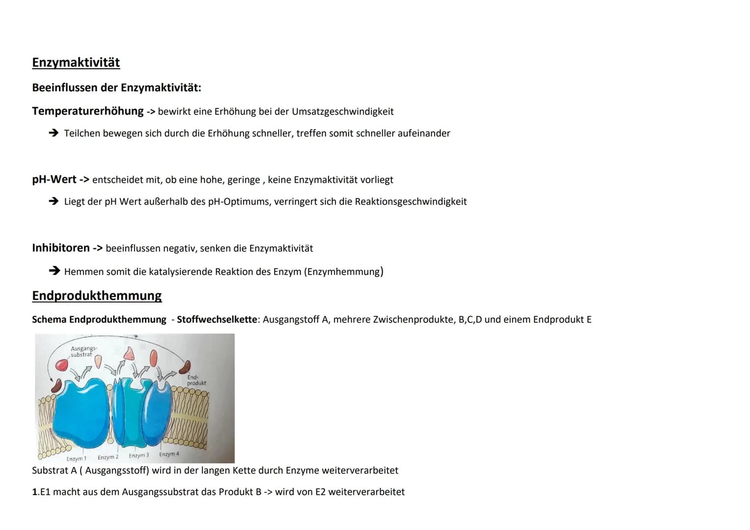Enzym als Biokatalysatoren:
Eigenschaften: Durch ihre Anwesenheit
senken sie senken sie die nötige Aktivierungsenergie
Beschleunigen sie ein