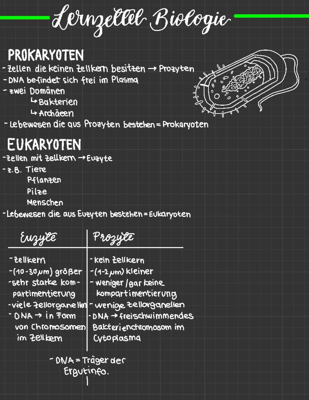 Was sind Prokaryoten und Eukaryoten? - Eine einfache Erklärung