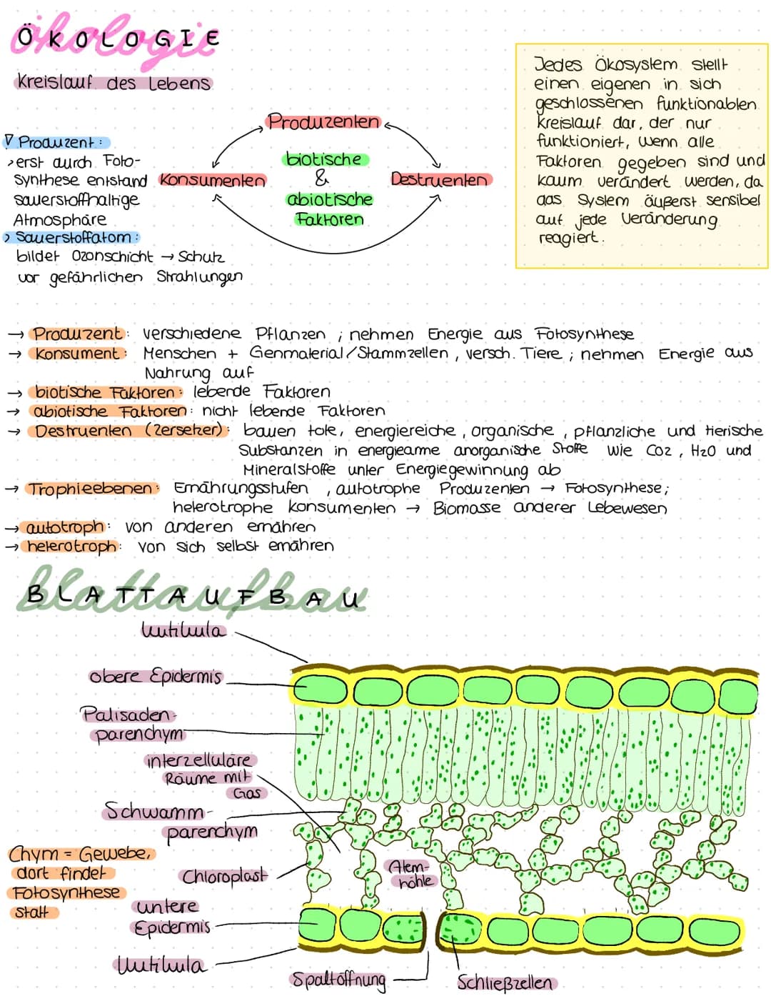 ökologie
Kreislauf des Lebens.
Produzent:
>erst durch. Foto-
Synthese entstand Konsumenten
sauerstoffhaltige
Atmosphäre
› Sauerstoffatom:
bi