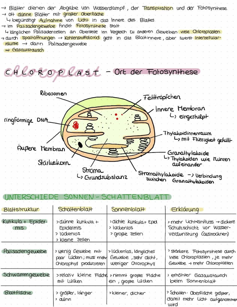 ökologie
Kreislauf des Lebens.
Produzent:
>erst durch. Foto-
Synthese entstand Konsumenten
sauerstoffhaltige
Atmosphäre
› Sauerstoffatom:
bi