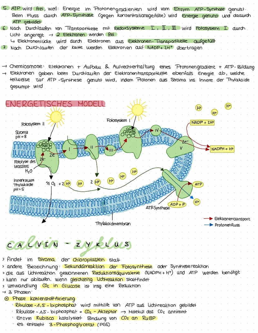ökologie
Kreislauf des Lebens.
Produzent:
>erst durch. Foto-
Synthese entstand Konsumenten
sauerstoffhaltige
Atmosphäre
› Sauerstoffatom:
bi