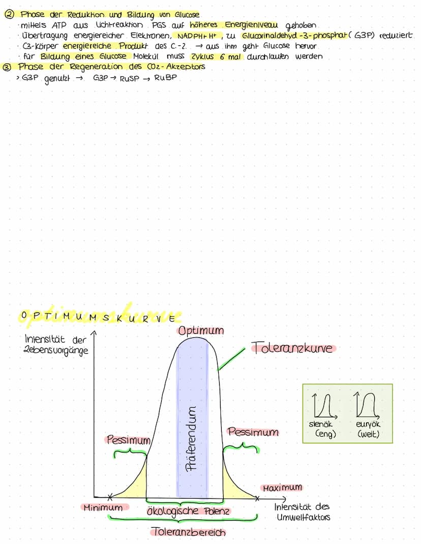 ökologie
Kreislauf des Lebens.
Produzent:
>erst durch. Foto-
Synthese entstand Konsumenten
sauerstoffhaltige
Atmosphäre
› Sauerstoffatom:
bi