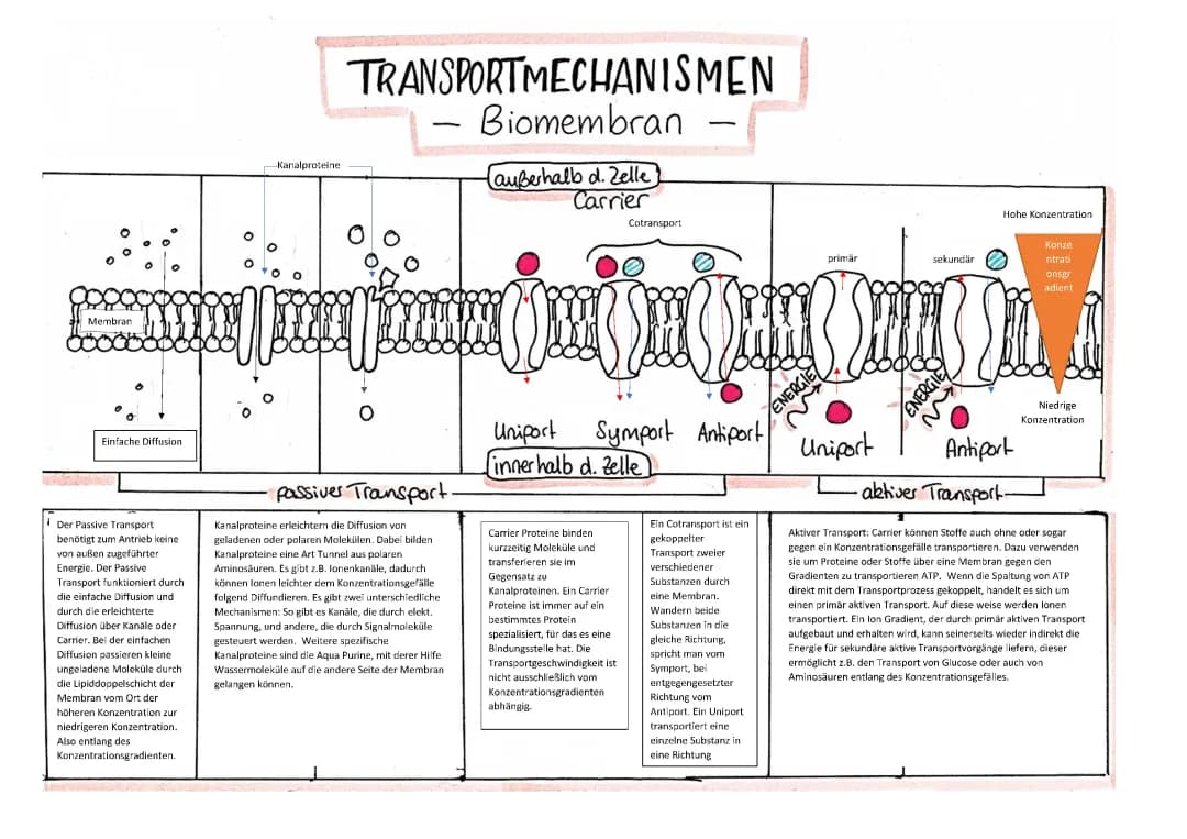 Transportmechanismus