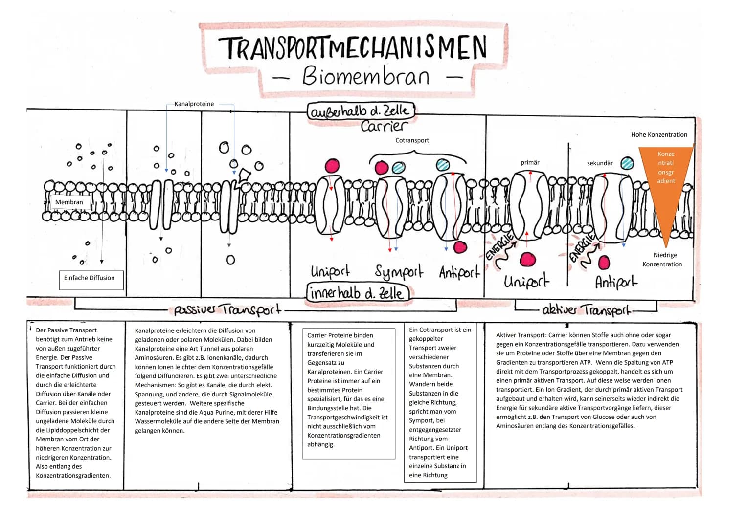 Einfache Diffusion
Kanalproteine
Der Passive Transport
benötigt zum Antrieb keine
von außen zugeführter
Energie. Der Passive
Transport funkt