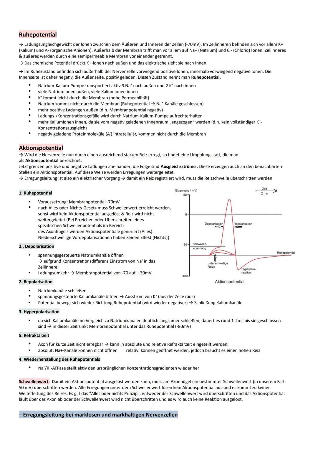 Das Nervensystem
- umfasst alle Nervenzellen des menschlichen Körpers
- nimmt Sinnesreize auf, verarbeitet sie und löst Reaktionen (Muskelbe