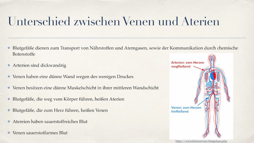 Herz-Kreislauf-System
08.10.2021 Gliederung
Aufbau des Herzen
Funktion des Herzen
Unterschied zwischen Venen und Aterien
* Der große Herzkre
