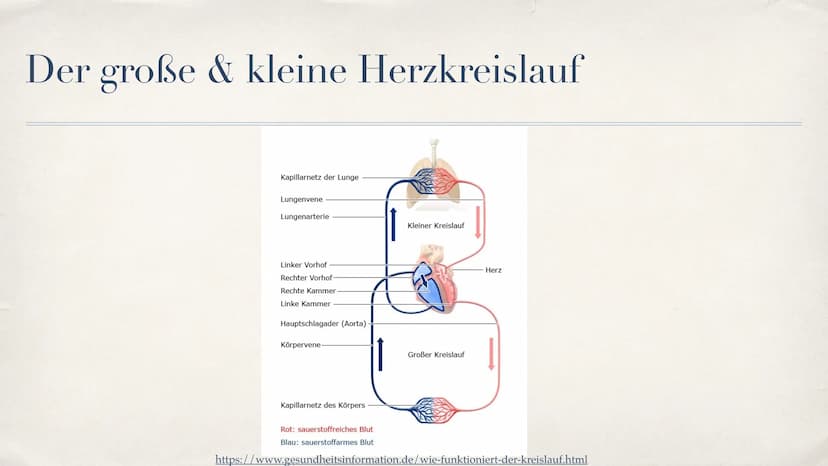 Herz-Kreislauf-System
08.10.2021 Gliederung
Aufbau des Herzen
Funktion des Herzen
Unterschied zwischen Venen und Aterien
* Der große Herzkre