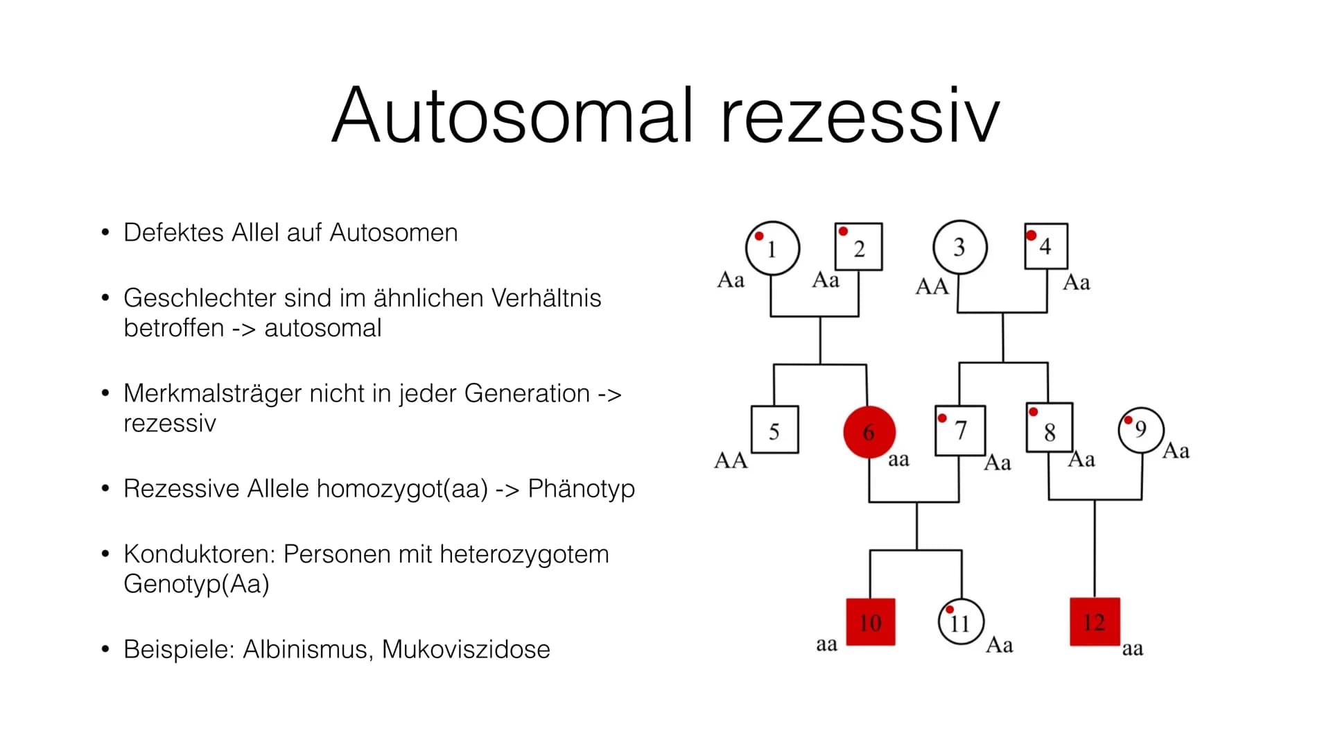 Stammbaumanalyse ●
●
●
Gründe
Wahrscheinlichkeit für Erbkrankheiten bestimmen
Merkmale (Erbkrankheiten) über Generationen zurückverfolgen
Ur