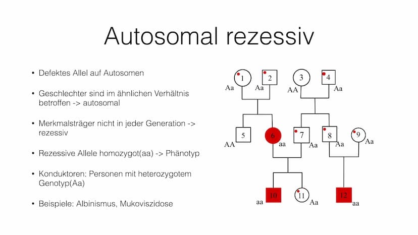Stammbaumanalyse ●
●
●
Gründe
Wahrscheinlichkeit für Erbkrankheiten bestimmen
Merkmale (Erbkrankheiten) über Generationen zurückverfolgen
Ur